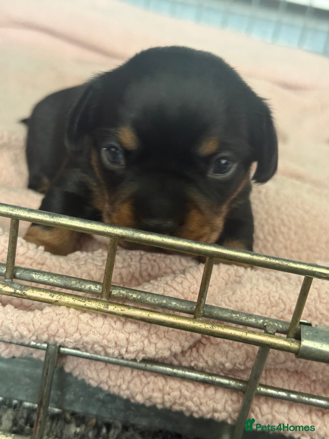 Mixed Breed dogs for sale: French weiner puppies - Image 5