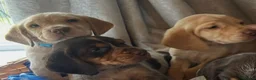 Cocker Spaniel dogs for sale: Cocker spaniel puppy’s  - Advert 4