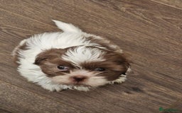 Shih Tzu dogs for sale: Cute Imperial Shih tzu puppies for sale - Image 3