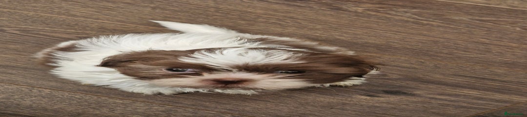 Shih Tzu Puppy 1