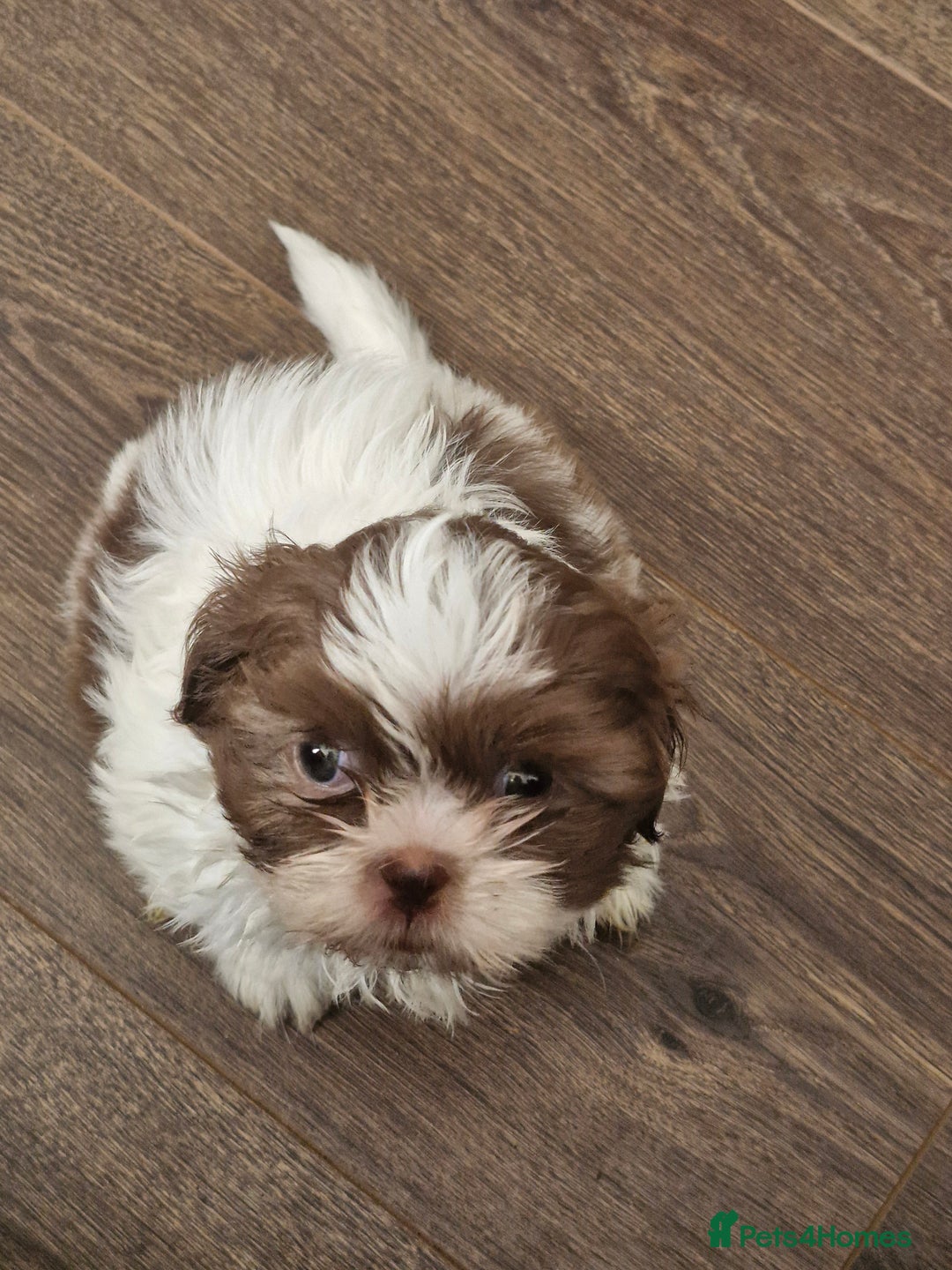 Shih Tzu dogs for sale: Cute Imperial Shih tzu puppies for sale - Image 3