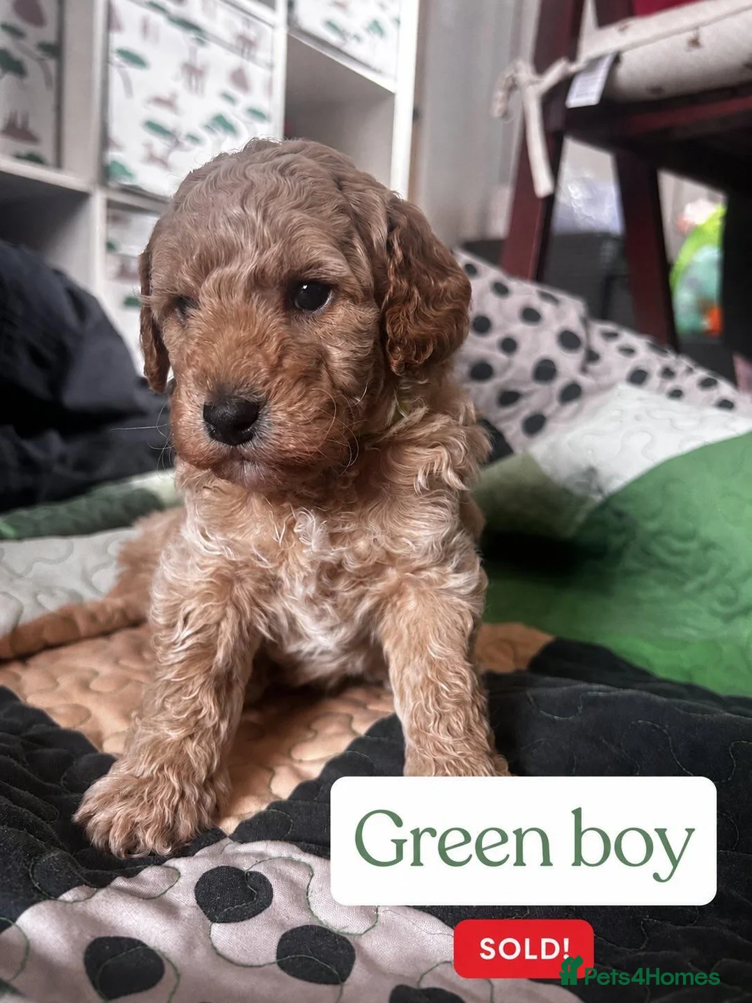 Miniature Poodle dogs for sale: Miniature poodle puppies - Advert 1