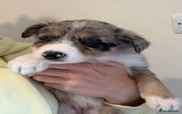 Australian Shepherd dogs for sale: *3 LEFT* Australian shepherd puppies for sale  - Image 17