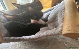 Mixed Breed cats for sale: Kittens  - Image 9