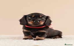 Miniature Dachshund dogs for sale: KC REG long hair miniature dachshund  - Image 5