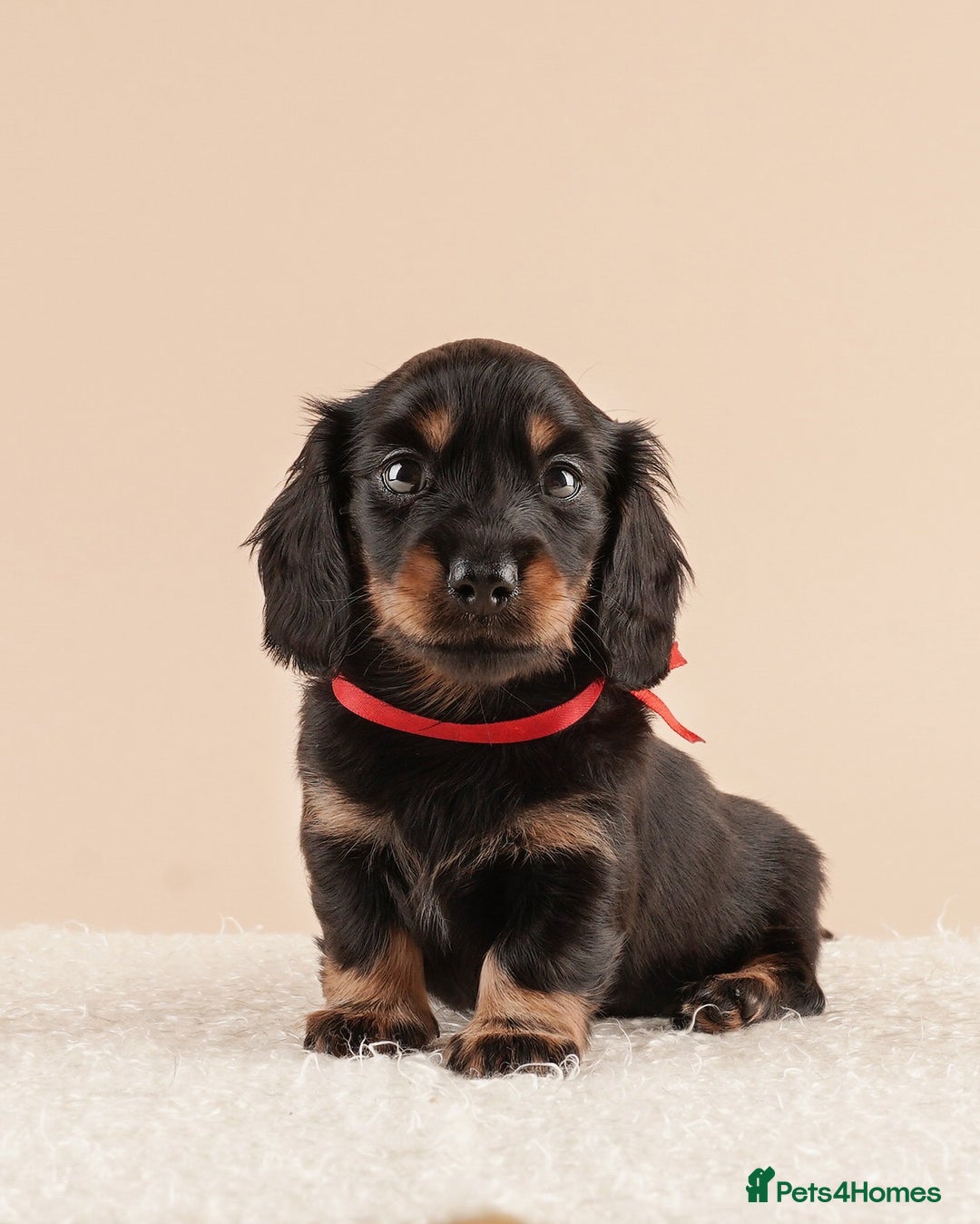Miniature Dachshund dogs for sale: KC REG long hair miniature dachshund  - Image 5