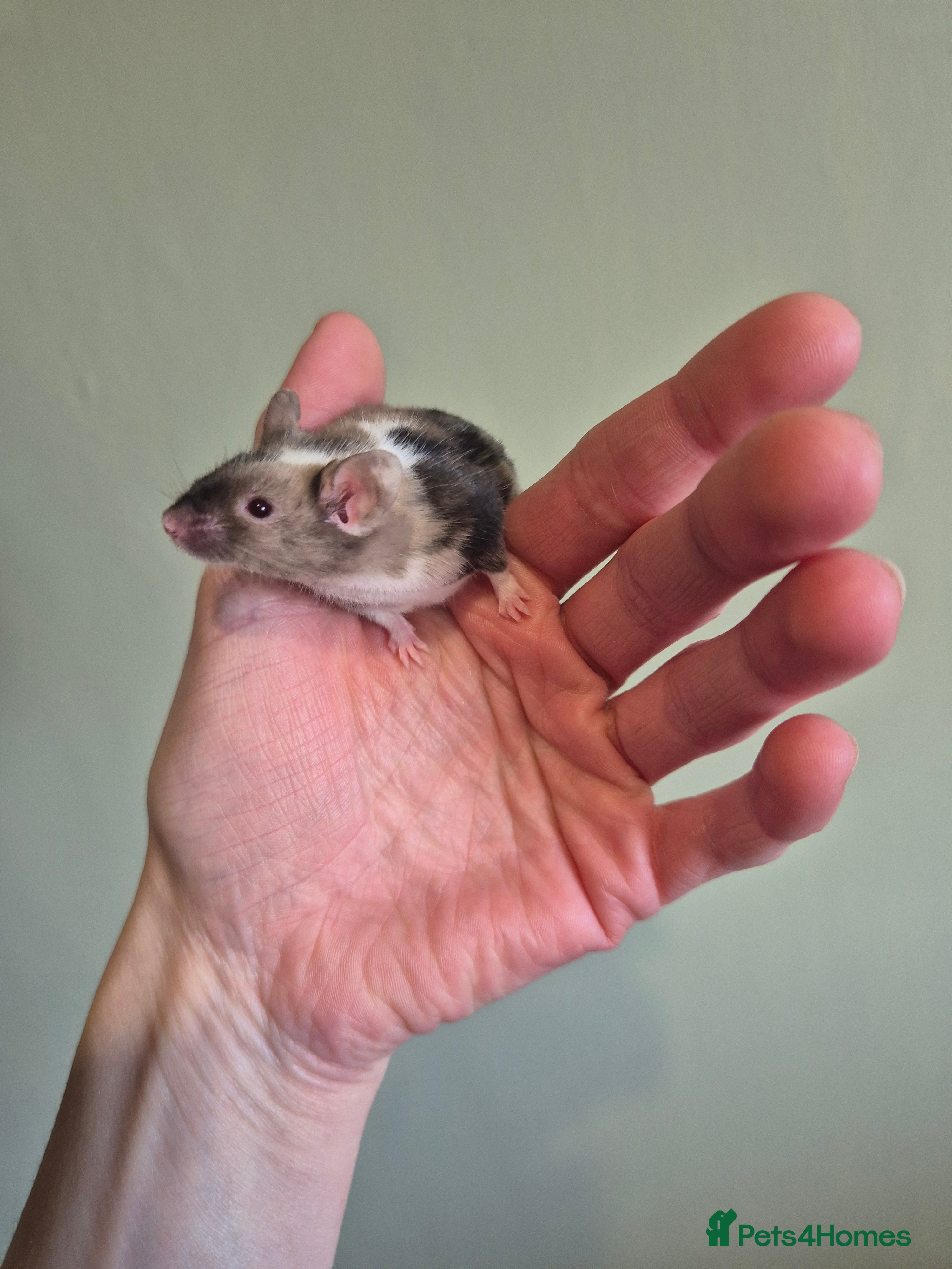 Mouse rodents Male avaliable now - Advert 3