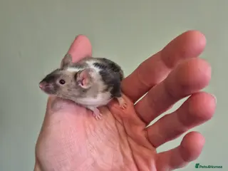 Mouse rodents Male avaliable now - Advert 3