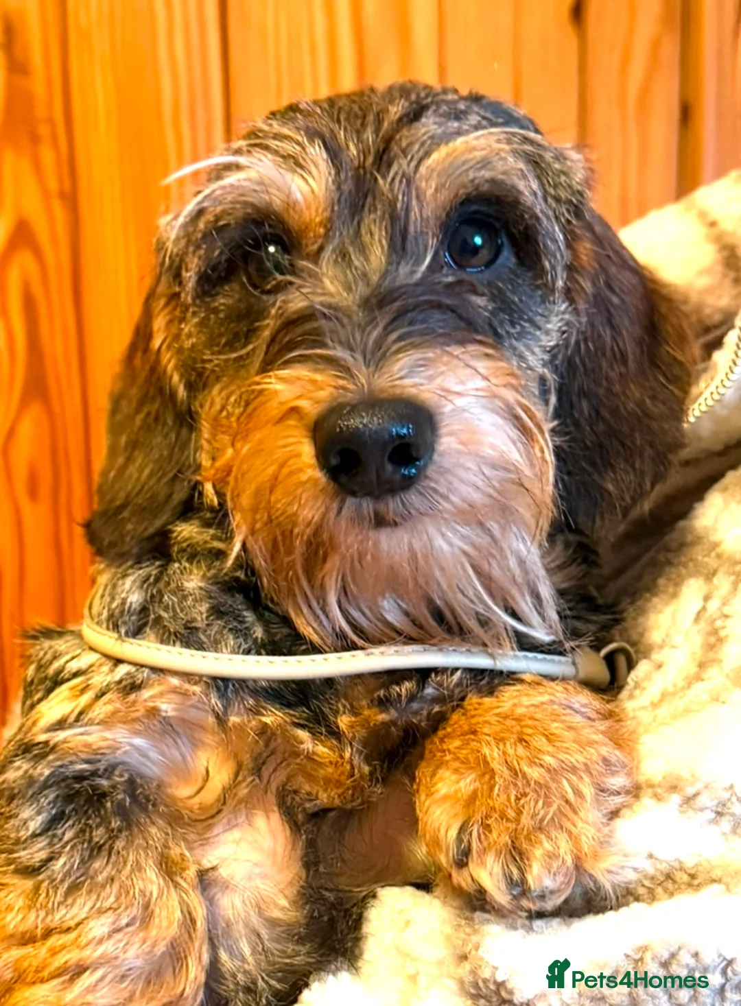 Miniature Dachshund dogs for stud: Crufts Qualified CH sired Wire Coat Stud in Dalry - Advert 3