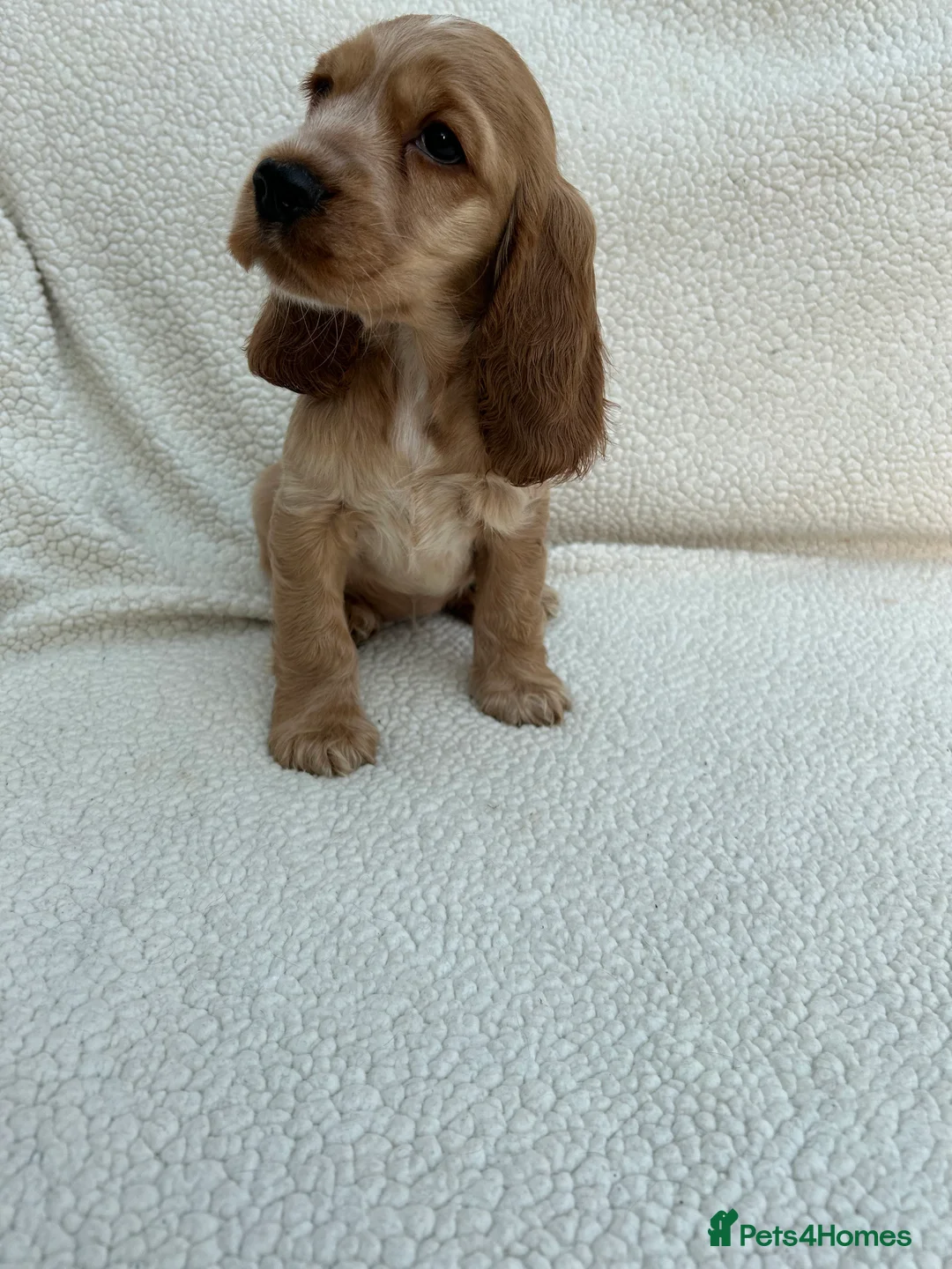 Cocker Spaniel dogs for sale: KC Reg Show Cocker Spaniels  - Advert 2