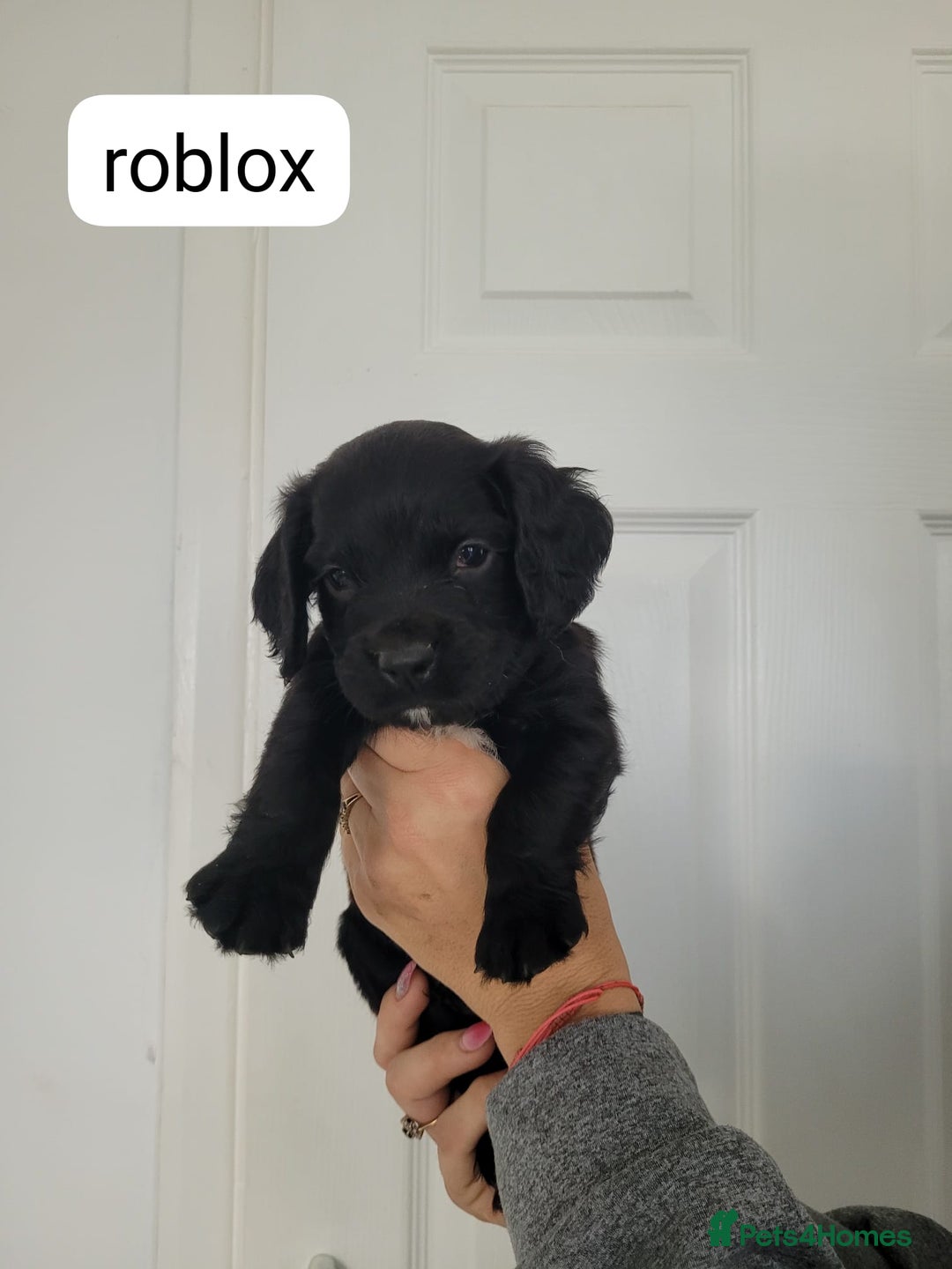 Sprocker dogs for sale: F1 sprockers 4 boys 3 girls - Image 9