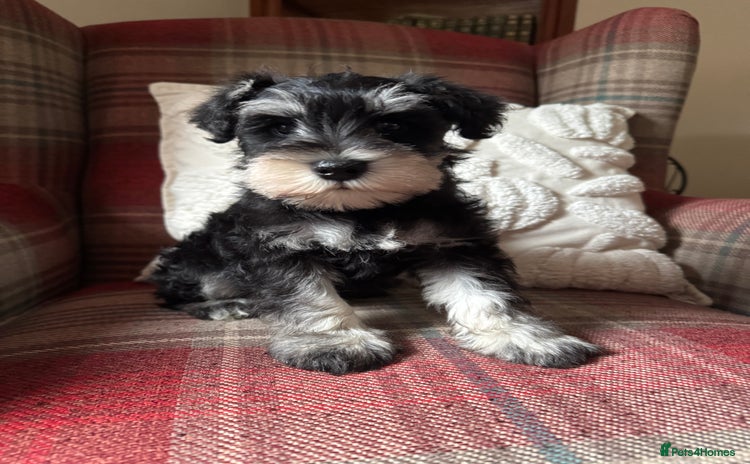 Miniature Schnauzer dogs - Advert 2