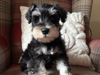 Miniature Schnauzer dogs - Advert 1
