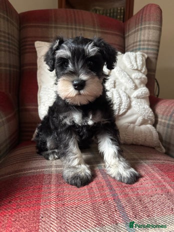 Miniature Schnauzer dogs - Advert 1