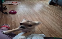 Chihuahua dogs for sale: Long haired chihuahua  - Image 13