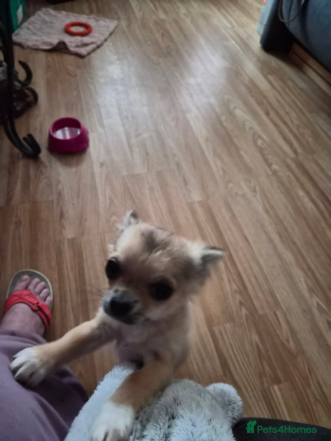 Chihuahua dogs for sale: Long haired chihuahua  - Image 13