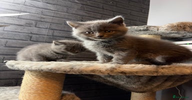 British Shorthair cats - Advert 7
