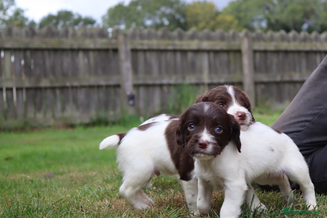 English Springer Spaniel dogs for sale: 2 Lovely Male Springer Spaniels - Image 19