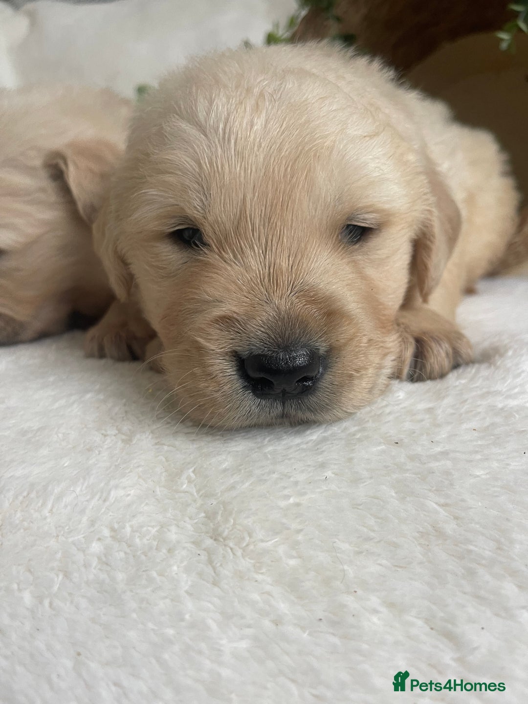 Golden Retriever dogs for sale: STUNNING KC DNA TESTED RETRIEVERS - Advert 3