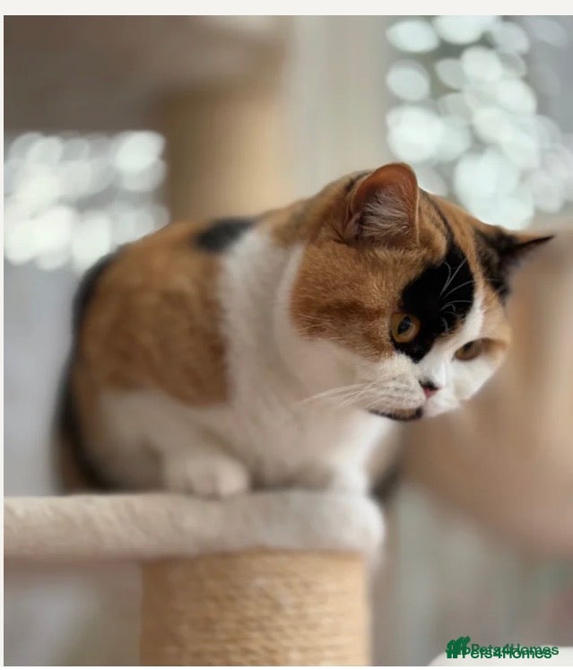 British Shorthair cats   ❤️Layla❤️ BSH tortie  - Advert 10