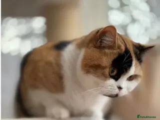 British Shorthair cats ❤️Layla❤️ BSH tortie - Advert 10
