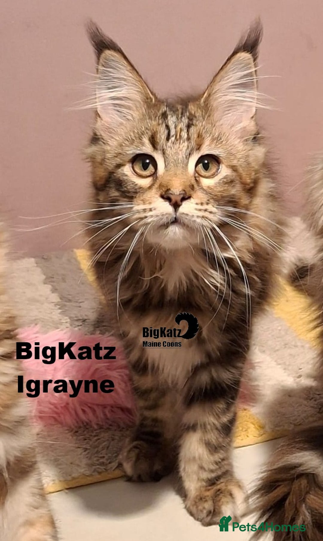 Maine Coon cats for sale: Beautiful torbie Maine Coon girls - Advert 3