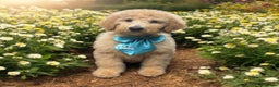 Goldendoodle dogs for stud: Goldendoodle Standard size (proven)  in Manchester - Advert 34