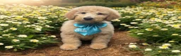 Goldendoodle dogs for stud: Goldendoodle Standard size (proven)  in Manchester - Advert 35