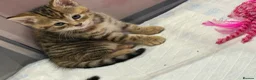 Mixed Breed cats for sale: Kittens For sale - Advert 4