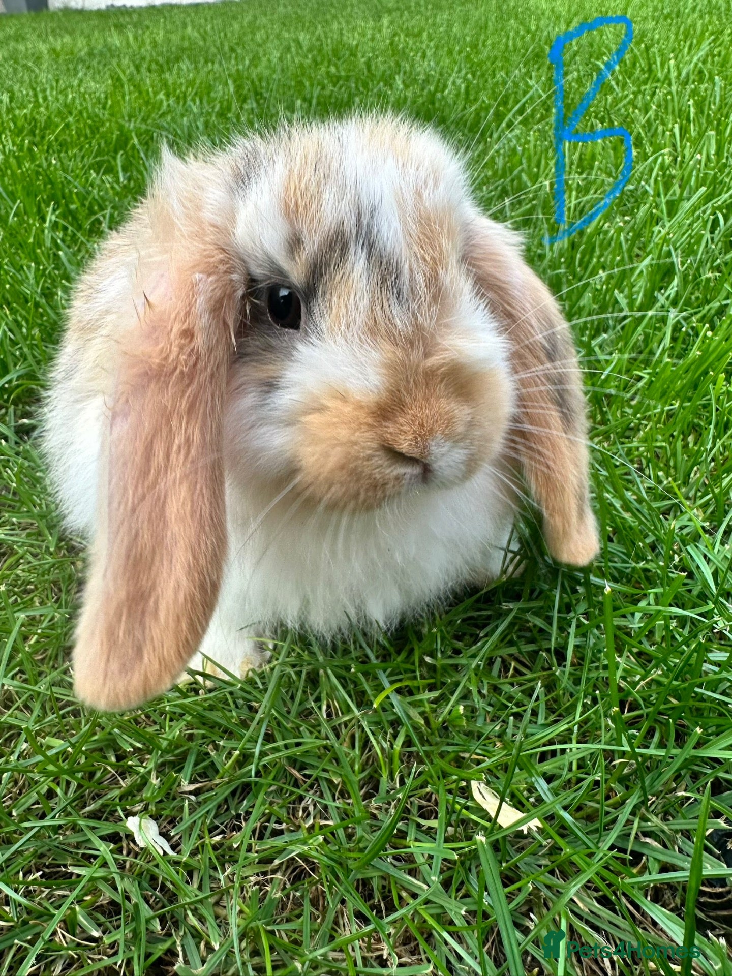 Mini Lop rabbits Mini Lop Rabbits For Sale  - Advert 1