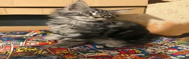 Maine Coon 3