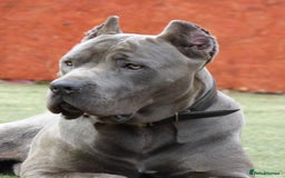 Mixed Breed dogs for sale: Cane corso x mail pups available.  - Advert 12