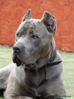 Mixed Breed dogs Cane corso x mail pups available. - Advert 4