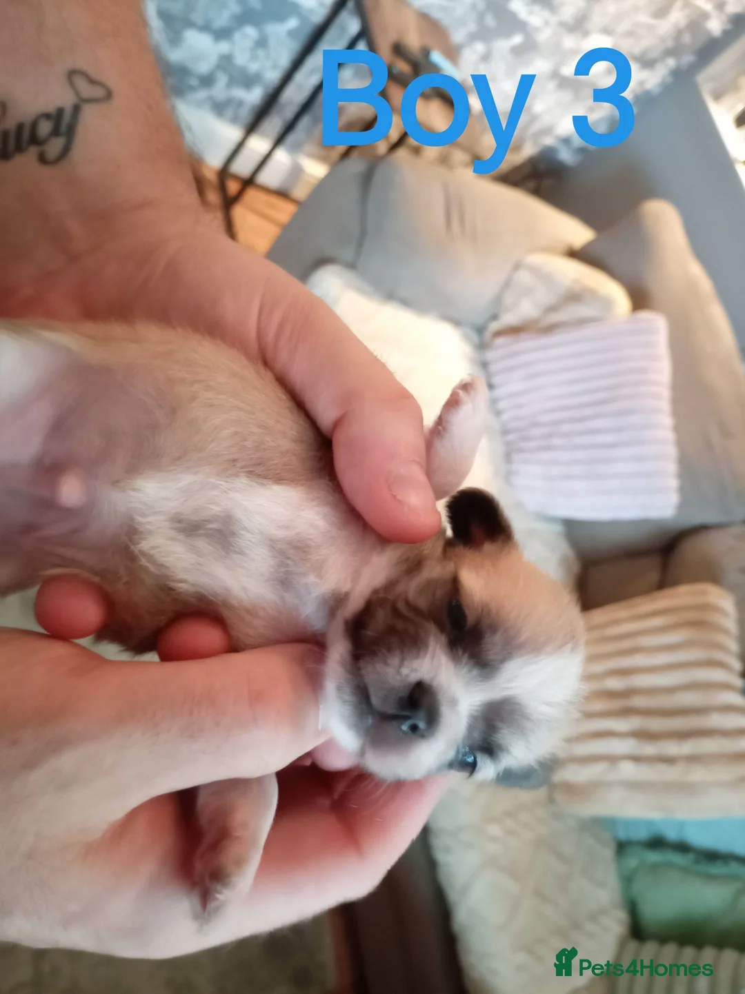 Mixed Breed dogs for sale: Chihuahua x Pug Shih Tzu puppies Chihuahua Pug Zu  - Advert 18
