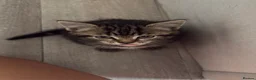 Mixed Breed cats for sale: Kittens looking for a lovable home.  - Advert 2