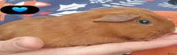 Guinea Pig rodents for sale: Beautiful guinea pigs - Advert 6