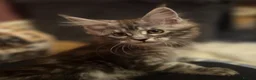 Maine Coon cats for sale: Mainecoon Kittens Tica Reg - Advert 9