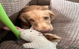 Sprocker dogs for sale: Sprocker spaniel 5 months old  - Image 6