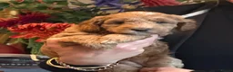 Australian Labradoodle dogs for sale: 100% Pure bred Australian Labradoodle  - Advert 25