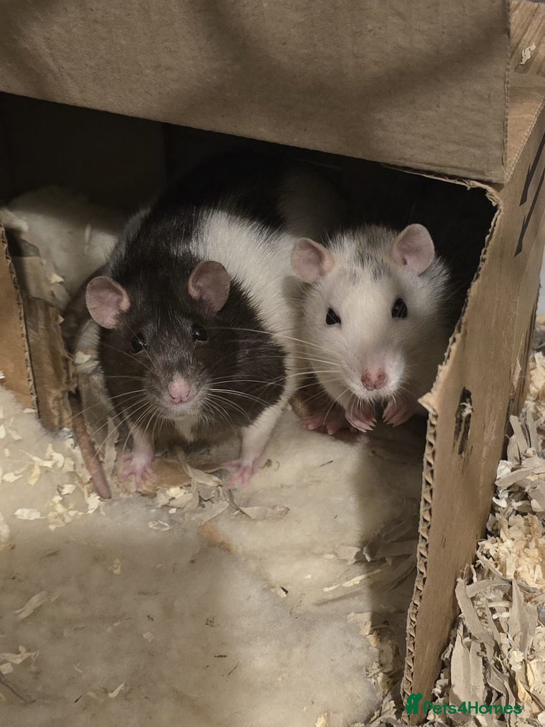 Rat rodents for sale: Two female rats with cage - Advert 4