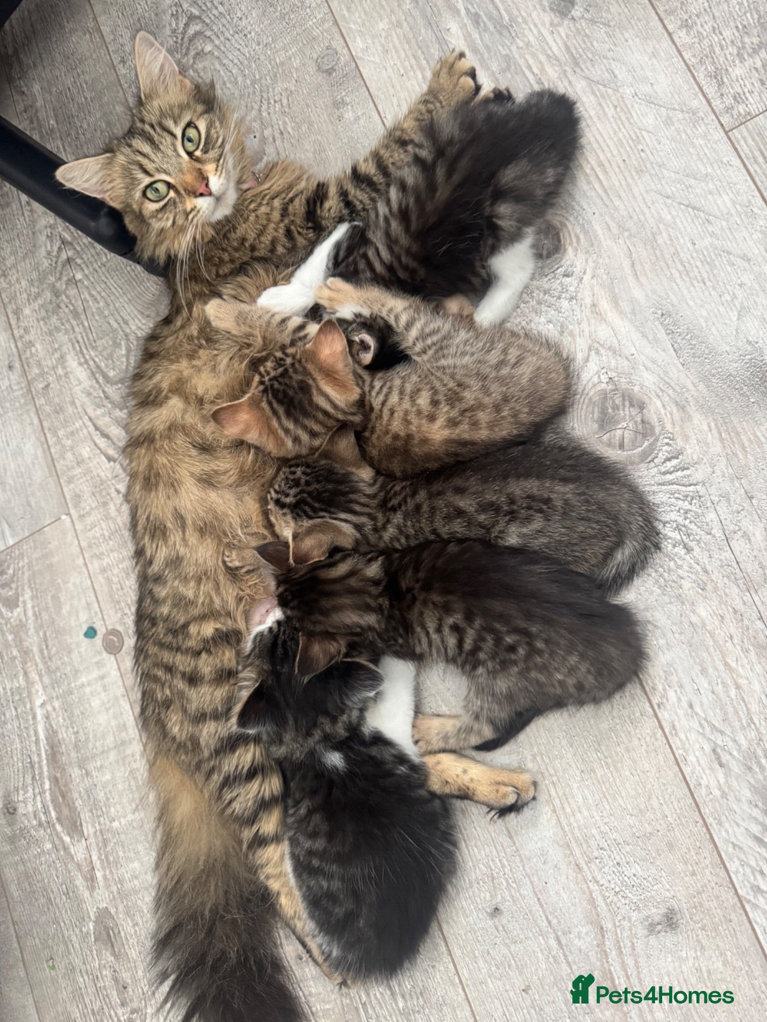 Mixed Breed cats 2 beautiful kittens looking forever home  - Advert 1