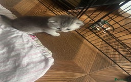 British Shorthair cats for sale: 🥰Beautiful kittens with rare colouring🥰 - Image 11