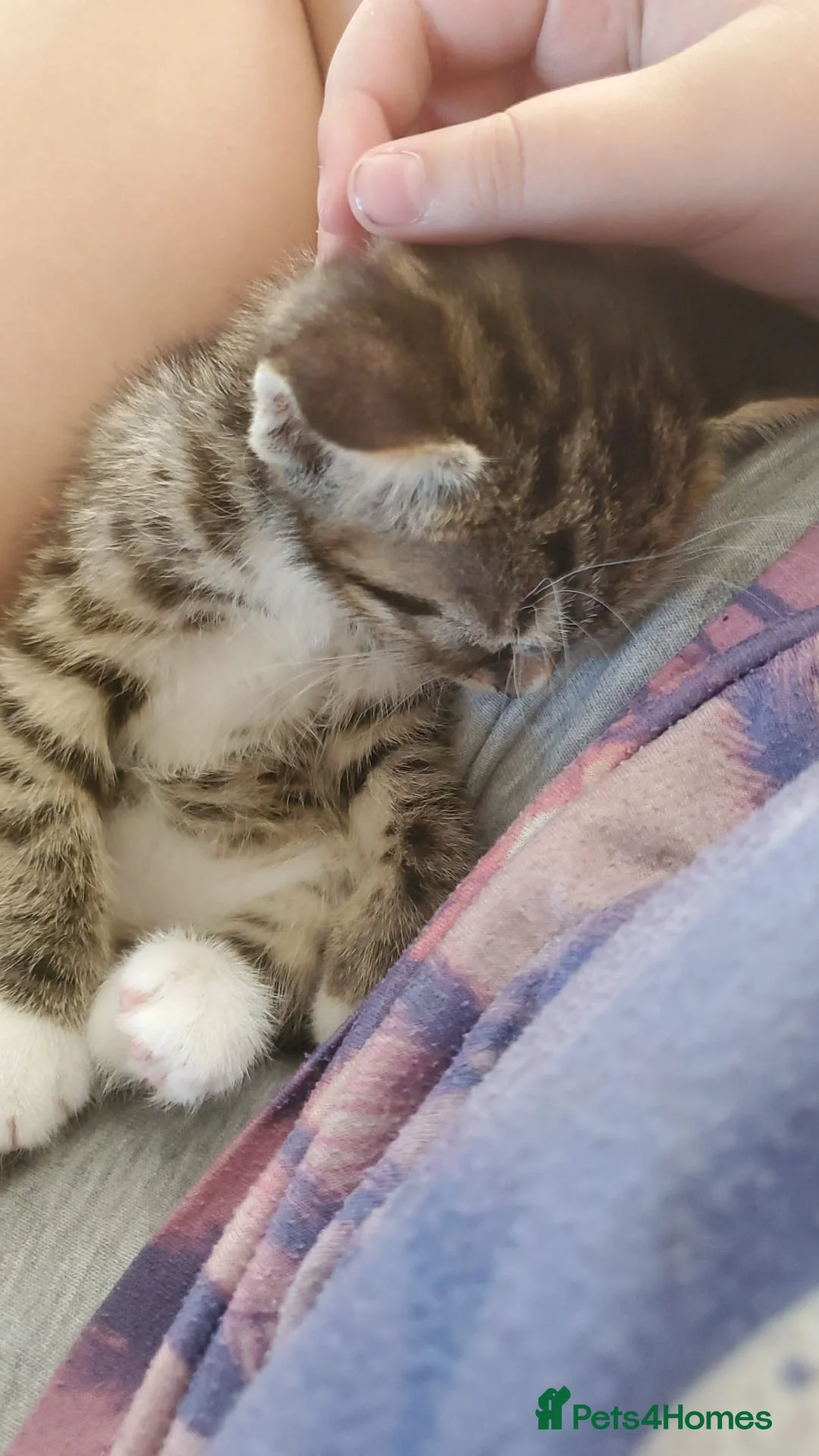 Mixed Breed cats for sale: £20 Male tabby kitten 9weeks old - Advert 2