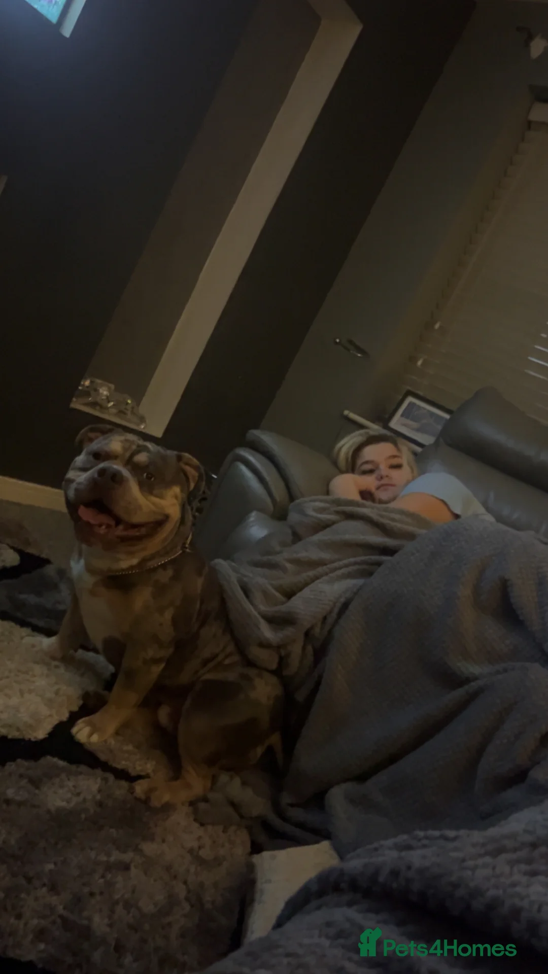 American Bulldog dogs for stud: Pocket bully for stud  - Advert 2
