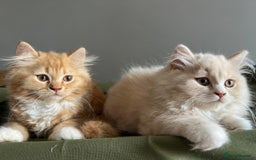 British Longhair cats for sale: British longhair kittens for sale - Image 4