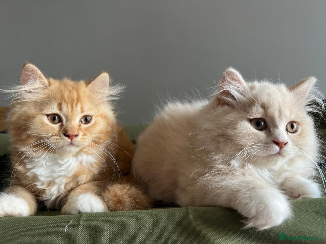 British Longhair cats for sale: British longhair kittens for sale - Image 4