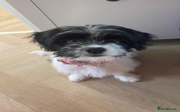 Mixed Breed dogs for sale: Female Floodle Puppy looking for her forever home - Image 1