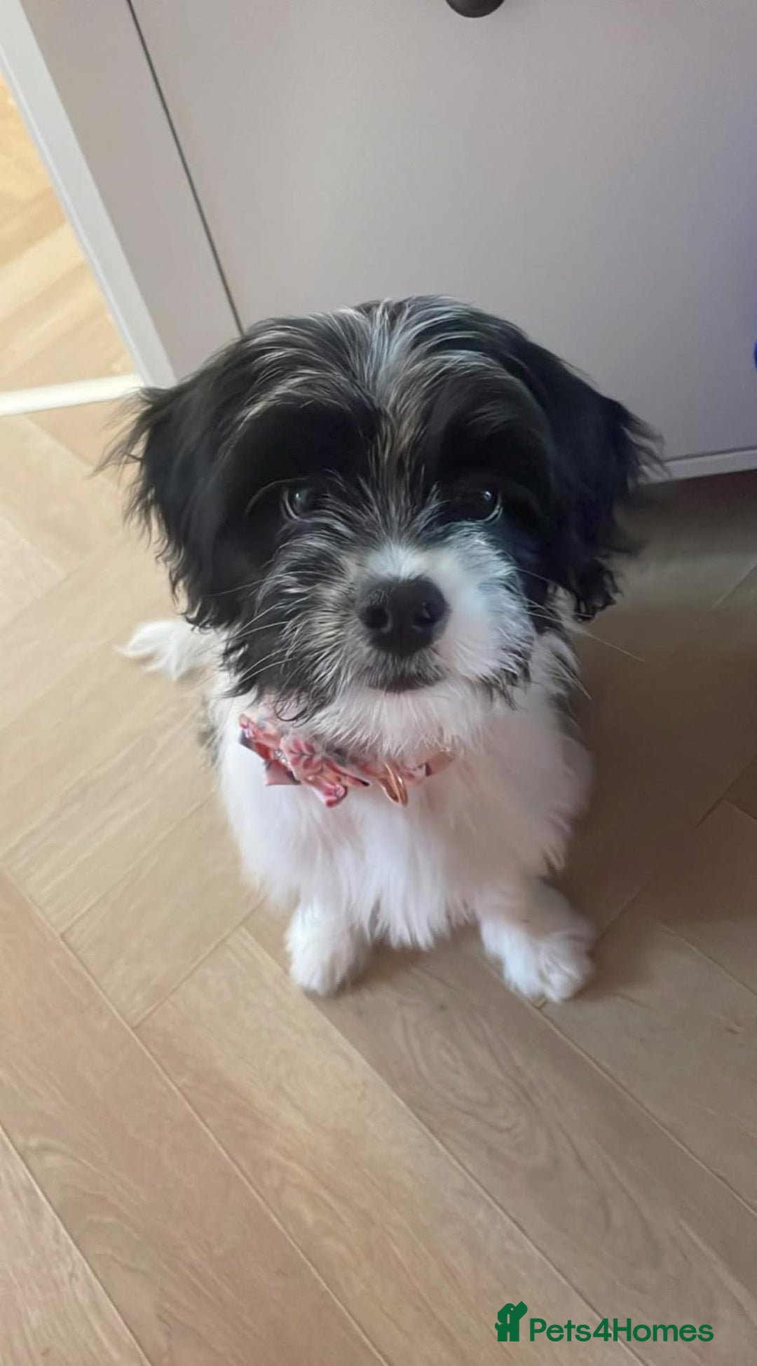 Mixed Breed dogs for sale: Female Floodle Puppy looking for her forever home - Image 1