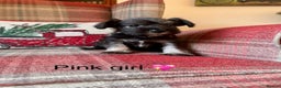 Miniature Schnauzer dogs for sale: KC Registered, Health Tested, puppies available  - Advert 8