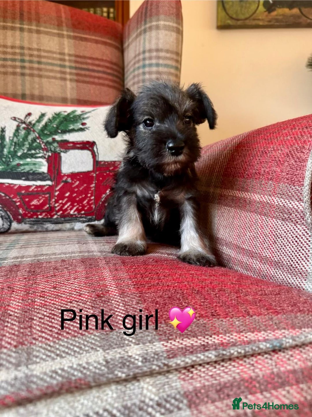 Miniature Schnauzer dogs for sale: KC Registered, Health Tested, puppies available  - Advert 8